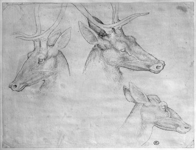 Zwei Hirschköpfe, ein Rehkopf, aus dem Vallardi-Album von Antonio Pisanello